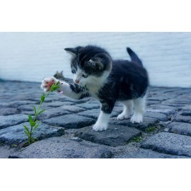 Fototapetas Kačiukas žaidžia su gėlės žiedu